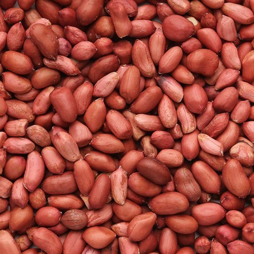Groundnut Seeds, Packaging Size : 25 Kg