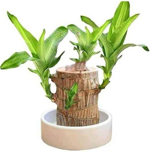 Brazil Lucky Plants, Color : Brown