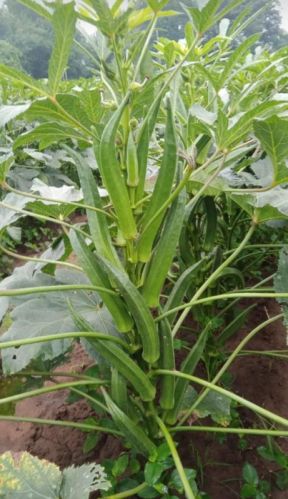 Organic Hybrid & OP Okra Seeds Dried, Purity : 100%