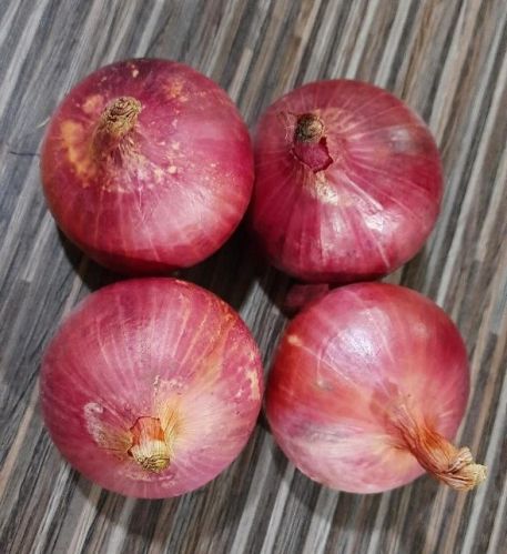 Vakratund Fursungi Research Onion Seeds, Packaging Size : 500 Gm