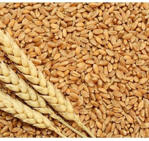 Wheat Grain For Human Consumption