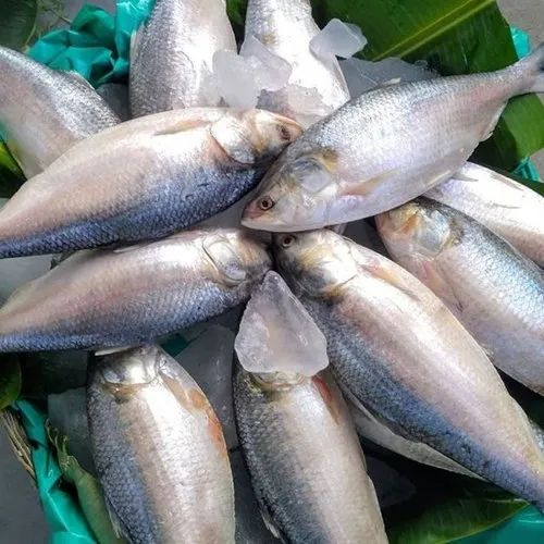 Fresh Godavari Pulasa Fish For Human Consumption