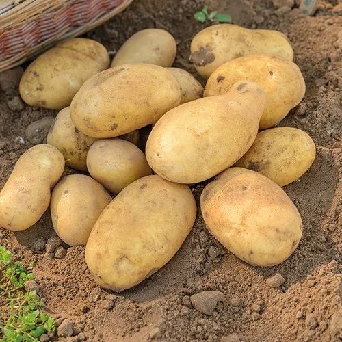 Organic Fresh Potato, Packaging Size : 5-10kg