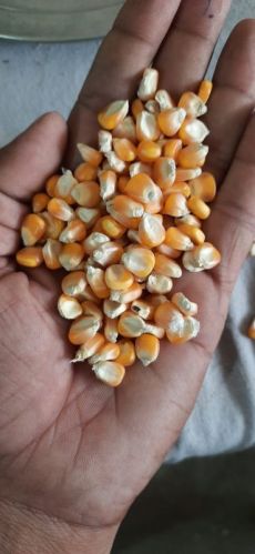 Yellow maize seeds, Country of Origin : India