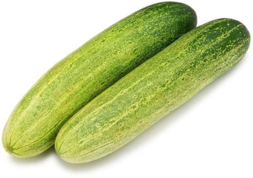 Fresh Organic Cucumber For Cooking, Salad