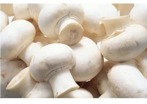 Fresh Organic Mushroom, Packaging Type : Plastic Packet