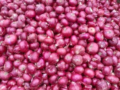 Fresh Red Onion For Cooking