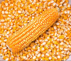 Common Dried Maize Seeds, Packaging Type : PP Bag