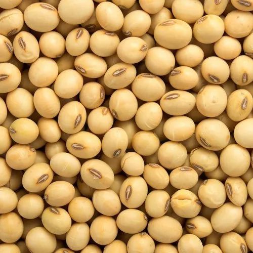 Natural Soybean Seeds For Cooking, Animal Feed