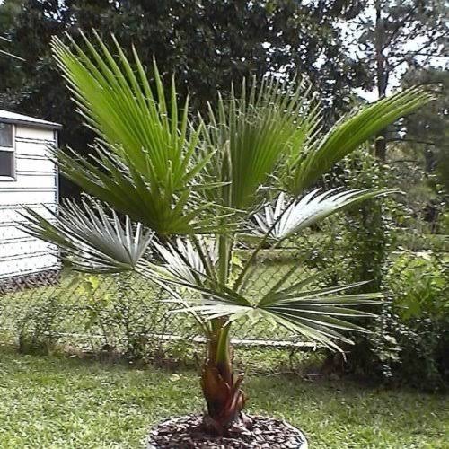 Washingtonia Palm Trees, Packaging Type : Plastic Bag