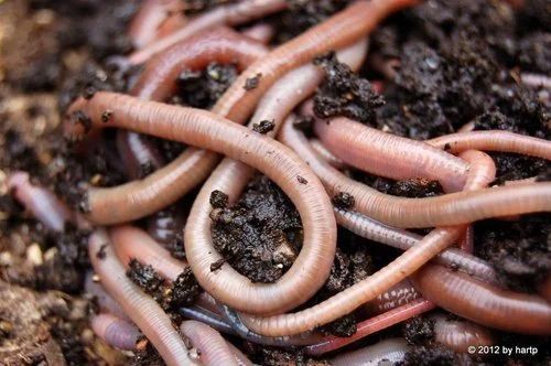 Organic Live Earthworm Vermicompost For Agriculture Use