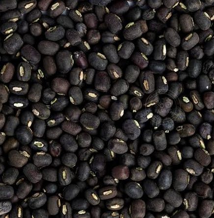 Organic Whole Black Urad Dal For Cooking