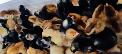 Desi Male Sonali Chicks, Weight : 29 Gms