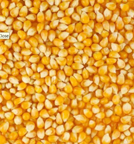 Organic Maize, Color : Yellow