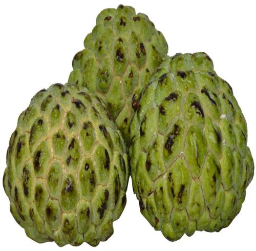 Organic Fresh Custard Apple For Human Consumption