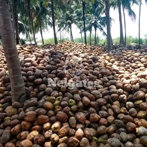 Natural Organic Fully Husked Coconut For Pooja, Cooking