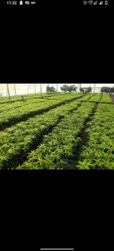 Mango Tree Plants(Keshar,hapus,badam,ratna,sindu,aamrapali)