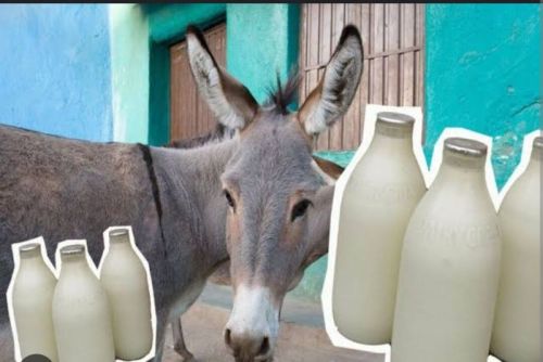 Donkey Milk for Medicine Use