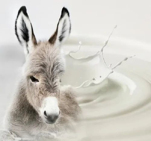 Donkey Milk For Medicine Cosmetics