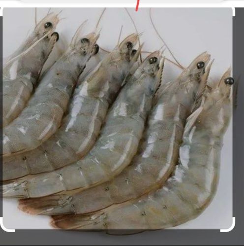 Vannamei Prawns, Variety : White Shrimp