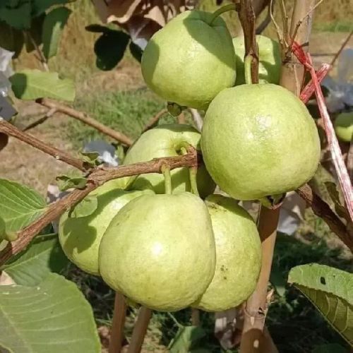 Guava Fruit Plant