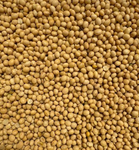 Soyabean Meal, Packaging Size : 50kg, Moisture : 10 %
