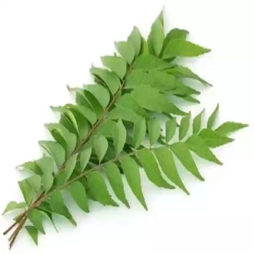 Organic Curry Leaves For Food Medicine