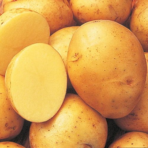 Natural Yukon Gold Potato, Packaging Type : Plastic Bag