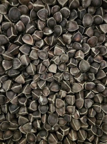 Raw Natural Moringa Seeds Wingless For Human Consumption, Food Industry