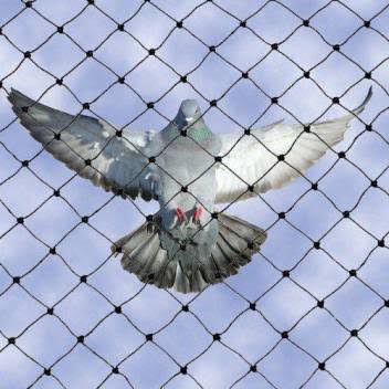 Bird Netting Services