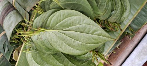 Assam Betel Leaf