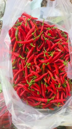 Fresh Red Chilli, Packaging Size : 50 Kg Bags for Cooking, Sauce