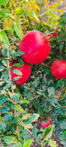 Organic Fresh Pomegranate For Human Consumption