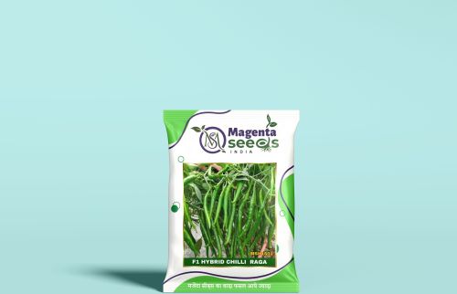 Hybrid Chilli Seeds, Packaging Size : 25kg for Agriculture