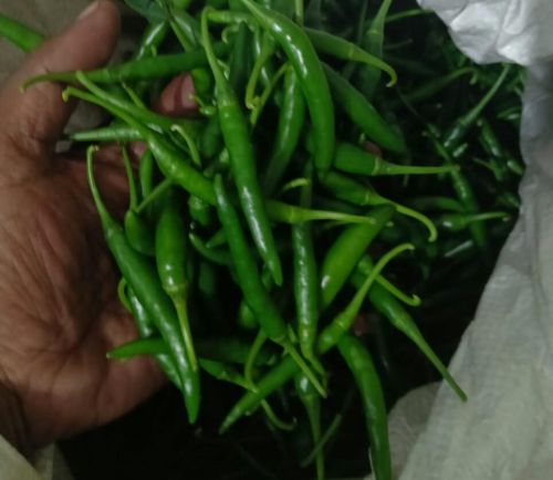 Common G4 Green Chilli
