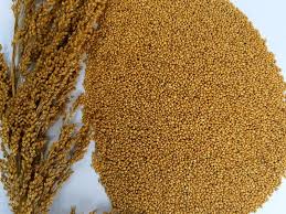 Natural Little Millet Seeds, Color : Yellow Dried, Packaging Type : Bag