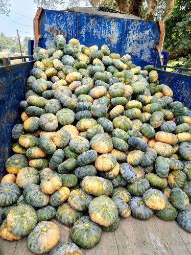 Fresh Pumpkin F1 137, Packaging Type : Green