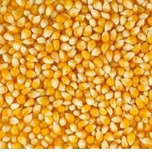 Farmar Agriculture Yellow Maize Seeds, Color : Yallow, Grade : B