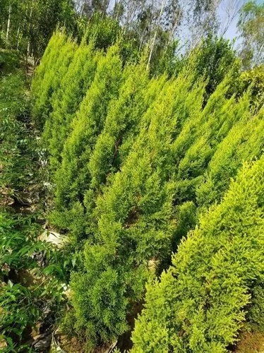 Golden Syperus Tree For Decoration