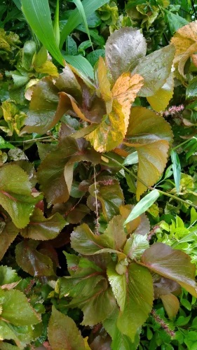 Herbal Acalypha Plant, Color : Green For Garden