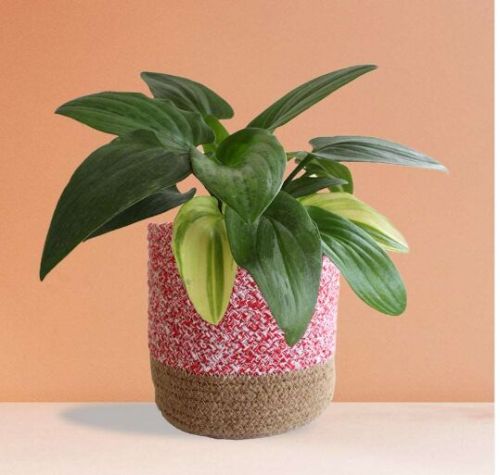 African Hosta Variegated (large)