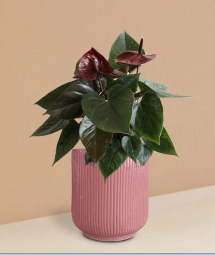 Anthurium Chocolate Plant In Ceramic Pot (medium)