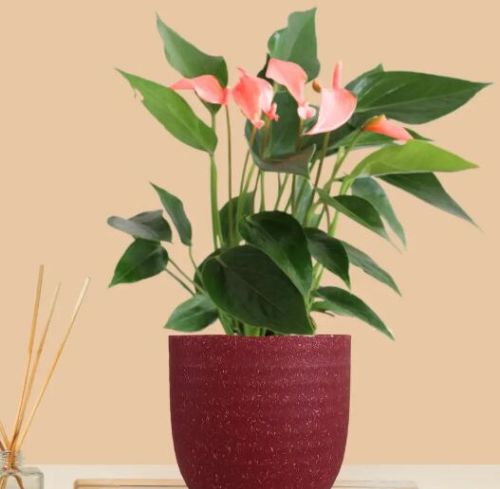 Anthurium Mini Pink Plant (small) In Eco Pot