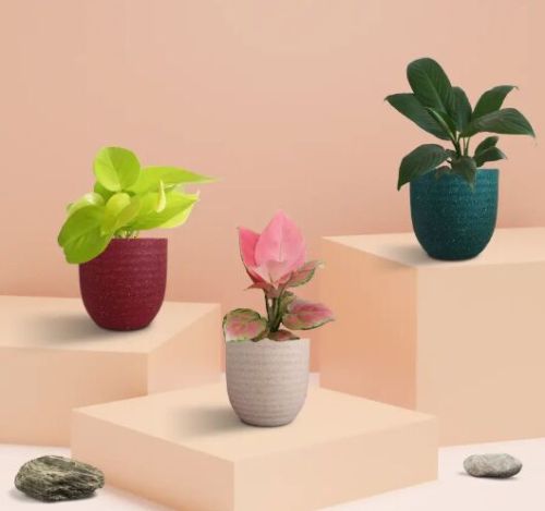 Bedroom Plants Combo For Better Sleep (small)