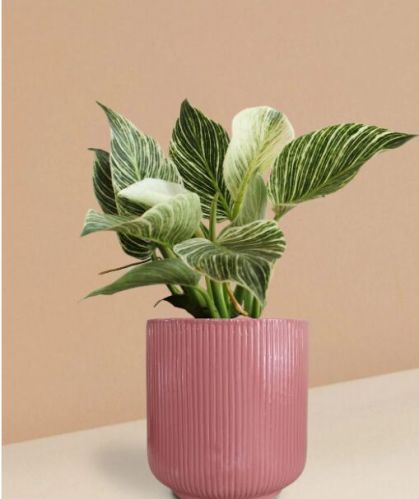 Birkin Philodendron Plant In Ceramic Pot (large)