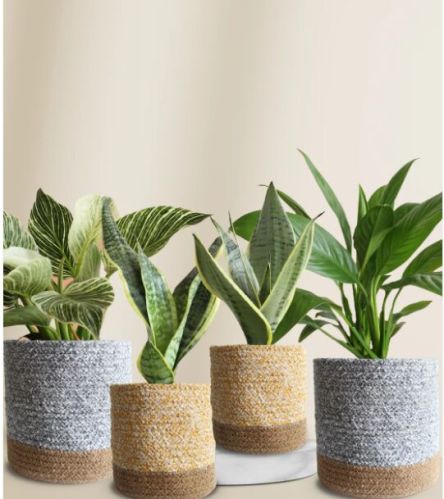 Classy Air-purifying Bedroom Plants Combo