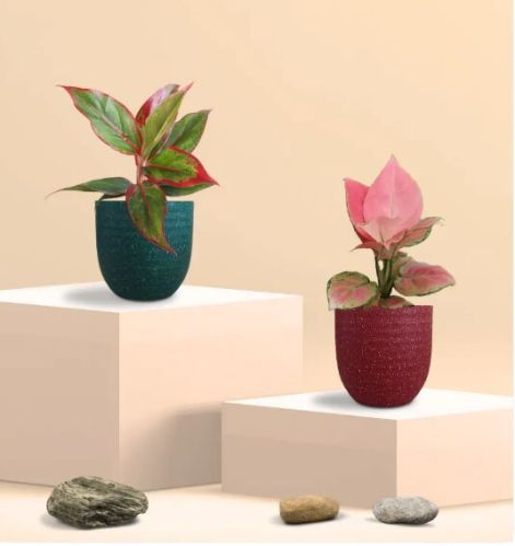 Colorful Aglaonema Combo (small)