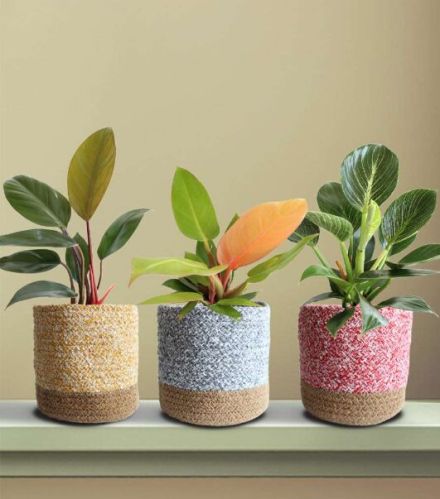 Colorful Philos Combo Plant