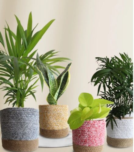 Easy Care Air Purifying Plants Combo