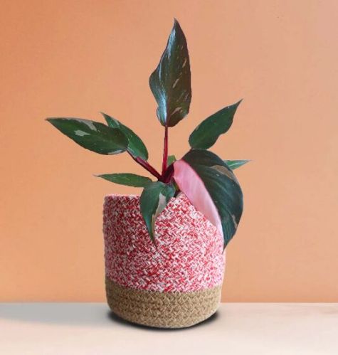 Philodendron Pink Princess Plant (medium)